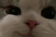 【ねこGIF】先輩猫さんに優しい猫パンチを教えてもらう子猫ちゃん…成長した今ではこうなりましたwww