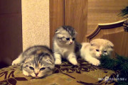 【ねこ動画】あくびがうつる・・・【再】