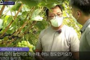【悲報】韓国「シャインマスカット栽培技術の起源は韓国、日本は早く特許料払え」