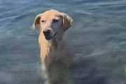 この犬にボールはいらない。飼い主がちょっと大きな石を海に投げてみる → 犬はこうします…