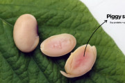 【！？】英国企業、大豆に豚の遺伝子を組み込んだ『ピギー・ソイ』を開発！普通に育てるだけで豚のタンパク質を摂取可能に