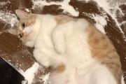 猫による“片栗粉ぶちまけ事件”勃発！　現場に堂々と寝そべるにゃんこは犯行を否定