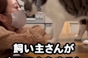 【悲報】ネッコさん、女飼い主に甘えまくる【動画】