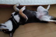 【画像】うちの柴犬は遊んでたら突然部屋中を走り回ることがあり、それをワンワンタイムと呼んでいるwww