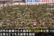 大麻草約2000本、5億円相当を栽培か 国内最大規模の「大麻栽培工場」摘発 密売Gのベトナム人6人逮捕 埼玉県警