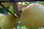ワイ梨農家、収穫を始めるｗｗｗｗｗｗｗｗｗｗｗｗｗｗｗｗ