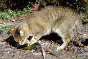【豪州】「2020年までに野良猫200万匹を駆除する」→ネズミが百万匹単位で大繁殖、農作物食べ荒らし家に入って人を噛む