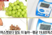 韓国人「なぜ日本産のシャインマスカットはあんなに甘いのか？韓国で“ただの水の味”が急増し価格急落した背景とは‥（ﾌﾞﾙﾌﾞﾙ」