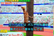 Qさまの木登りに関するクイズでのサーバルの紹介で『けものフレンズ』のサーバルが登場　2017年に話題になったと紹介しながらアニメ版ではなく旧アプリ版の画像を用い『けものフレンズ３』を宣伝