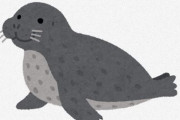 琵琶湖にアザラシいるの知ってる？