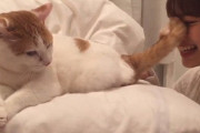 【AKB48G】メンバーが飼ってる猫って可愛いよね