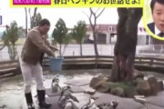 【悲報】オードリー春日、スッキリでペンギンの池に落ちて大炎上