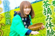 秋元真夏が有名茶産地多数の静岡県で「つゆひかり」の茶摘みを体験！！