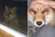 「ママ、中に入れて！」窓の外からのぞき込むキツネが犬みたいに人懐っこくて可愛い