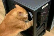 【ねこ画像】走る姿を激写されたもふもふ猫さん…これは走る毛玉ちゃんですねwww