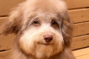 犬がどんどん人化している？またしても発見された人面犬（アメリカ）