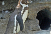【悲報】フンボルトペンギン、浮気をする