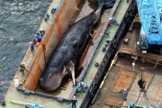 【悲報】クジラの淀ちゃん、コンクリートで海に沈められる模様?