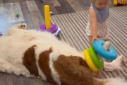 賢くて優しい犬「幼女の子守りと休憩を同時にする方法を覚えたよ…」
