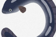うなぎって今の時期が旬らしいよ