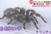 【茨城・日立市】毒グモのタランチュラ、家に戻る　保護された警察でコオロギの差し入れも食べず