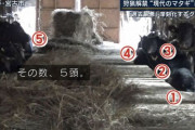 酪農家「牛舎をクマに占拠されてる」→マタギが駆け付けたら牛舎にクマの集団を発見