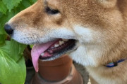 【画像】犬の散歩行ってきたけど、外暑すぎwwww