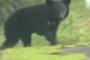 【動画】クマさん、秋田市街地で普通に生活ｗｗｗｗ