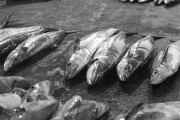 珍しい魚を料理するのにハマってるが珍しい魚見つからなくなってきた