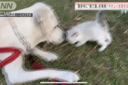 【朗報】YouTubeさん、犬の散歩中に偶然綺麗な捨て子猫を拾いニュースになるｗｗｗｗｗｗｗｗｗ