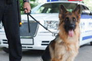 【悲報】警察犬さん、ウインナーに釣られて誘拐されてしまうｗｗｗｗｗｗｗｗｗｗｗ
