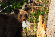 【北海道】ウトロの駐車帯にレジ袋くわえた子グマ　知床財団「生ごみ不法投棄やめて」