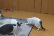 【動画】 猫のジャンプ力【再】