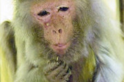 世界最高齢アカゲザル「イソコ」、長寿の秘訣はそつなく生きてきたから？