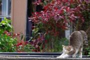 【ねこ画像】島のねこ、キジトラ【再】