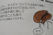 林間学校でトコジラミ被害　教員が“虫だらけの部屋”で児童寝させる　学校は謝罪