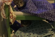 【ねこ画像】三段ベッド、兄貴分と数年後 ほか【再】
