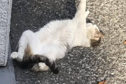 【画像】猫が道でのびてる