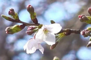 【春】東京の桜、ようやく開花！過去10年で最も遅い開花に