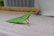 【画像】部屋にめちゃくちゃでかいバッタいた