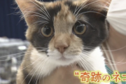 【朗報】オスの三毛猫が保護される。なお去勢されるもよう・・・・・・・・・