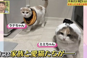 阪神大山の飼い猫wwwwwwww