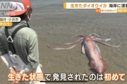 【画像】 ダイオウイカデカすぎワロタｗｗｗｗｗｗｗｗｗｗｗｗｗ
