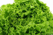 【速報】レタス、1キロ107円