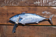 ニートだけど海釣り客の後ろで魚を捌く商売をして稼ごうと思うのだが需要あるかな、、、？