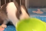 俺の飯はまだかコラー！晩御飯が遅れて飼い主にブチ切れるウサギ。海外の反応