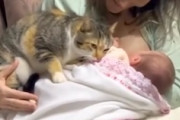 【ネコ】授乳中の飼い主と赤ちゃんにべったりなニャンコ(*´д｀*)