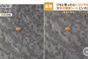 外国人「ここ最近、日本でトコジラミの目撃例が増加してるらしい…」