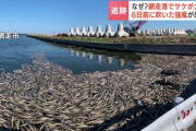 【北海道】網走港でサケが大量死　6日前に吹いた強風が原因か…