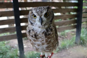 なんとかしてフクロウ飼えないかな